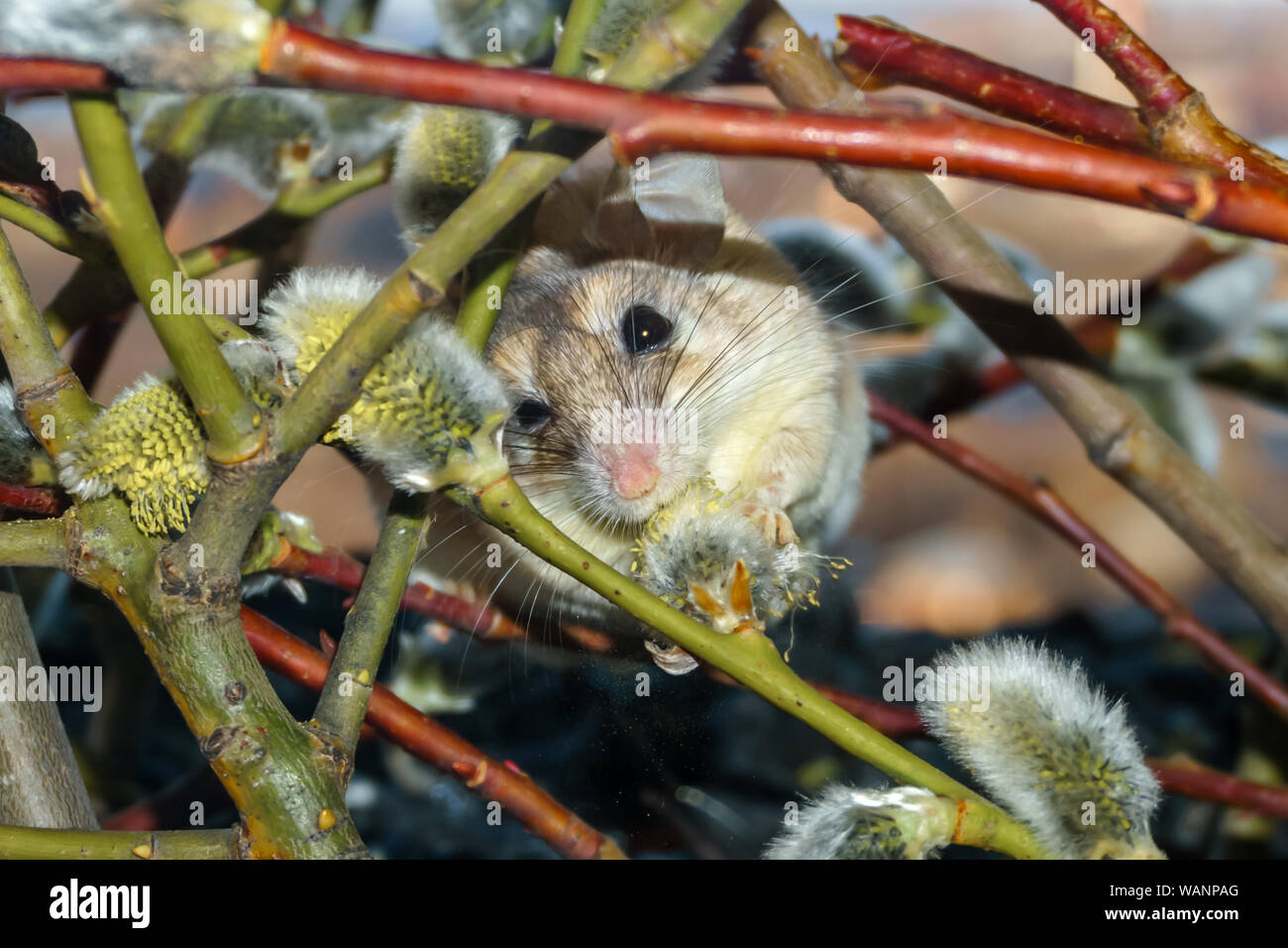 Niedlichen stacheligen Maus (akomys) isst pollen Scrambling entlang blühender Weidenzweige Stockfoto