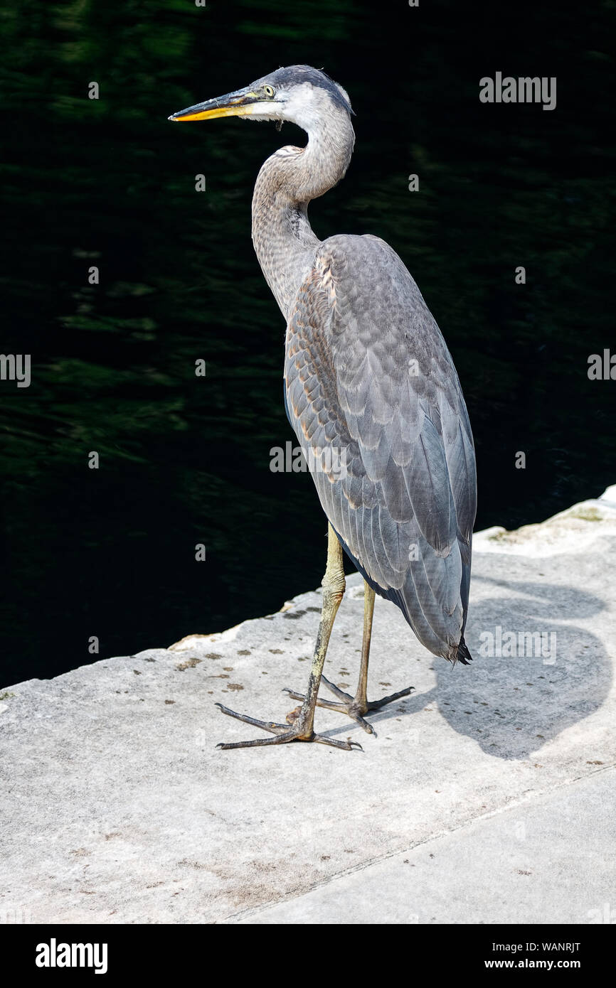 Great Blue Heron, großes Planschbecken Vogel, stehend, Ardea Herodias, lange Beine, matt Gelb, tiere, tier, Chester County, PA; Pennsylvania; USA, Sommer Stockfoto