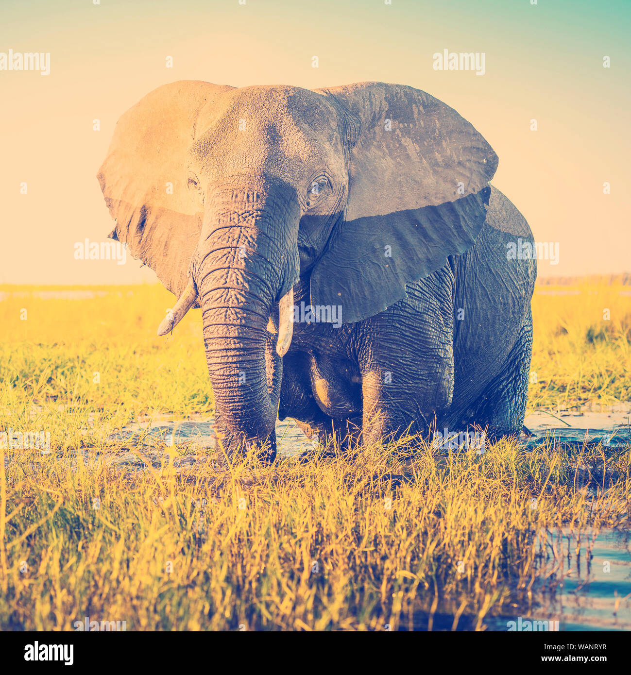 Elefant Hälfte nass im Abendlicht in Afrika mit retro Instagram stil Filterwirkung Stockfoto