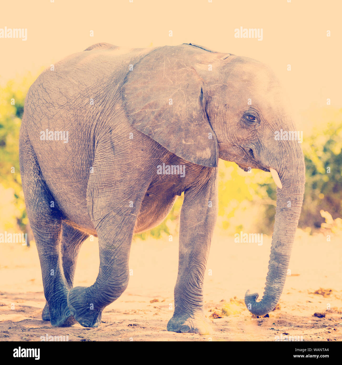 Elefantenbaby Kalb im Wilden in Afrika mit retro Instagram stil Filterwirkung Stockfoto