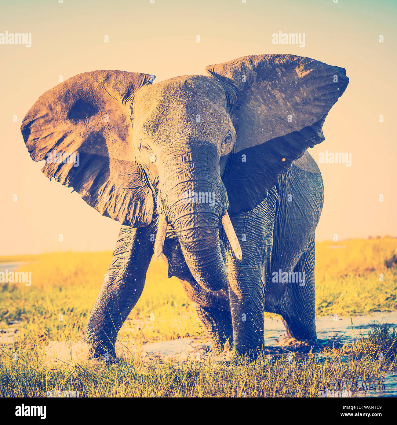Elefant Hälfte nass im Abendlicht in Afrika immer bereit mit retro Instagram Stil filter Effekt zu berechnen Stockfoto