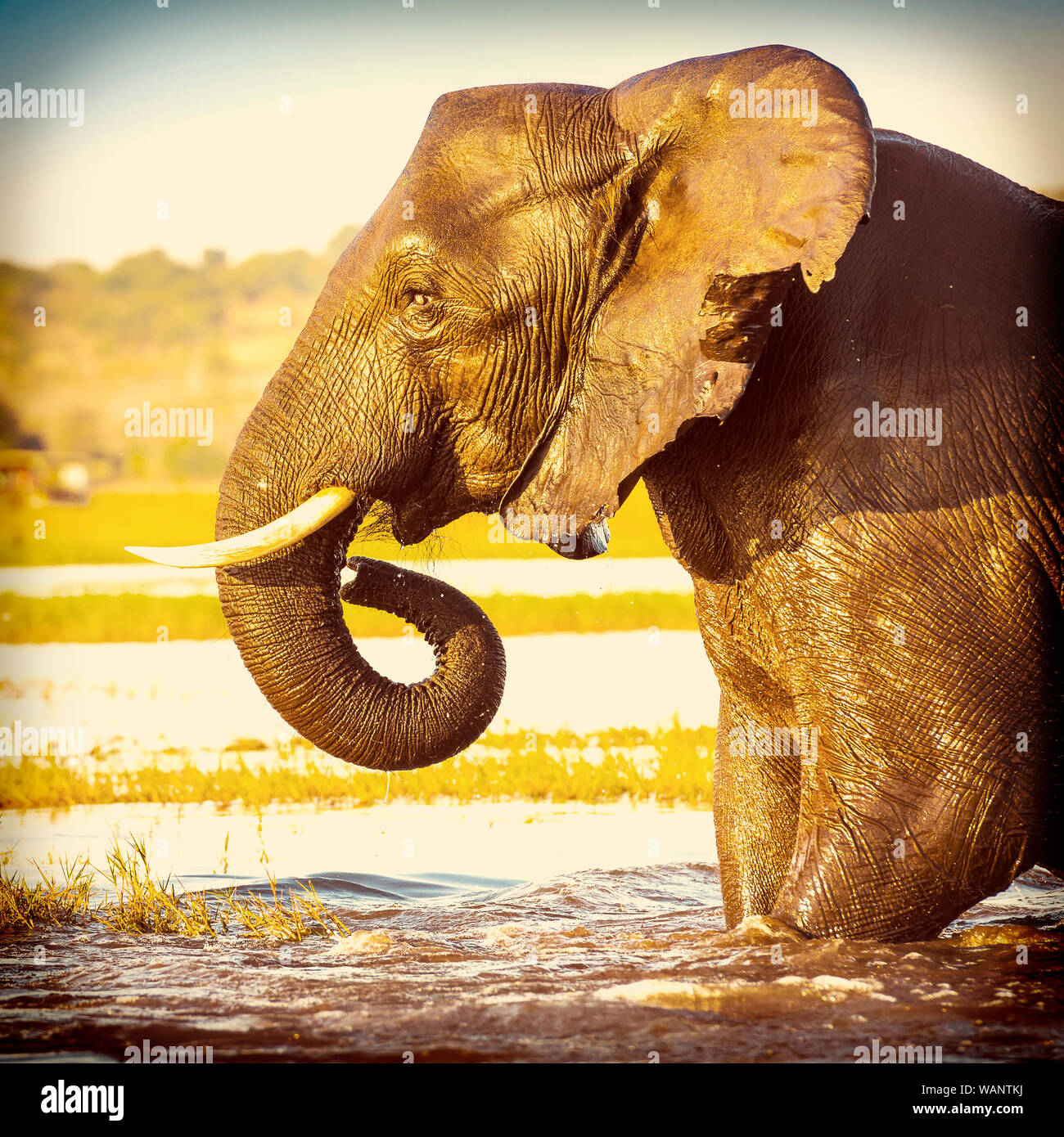 Porträt eines erwachsenen Afrikanischer Elefant waten durch Wasser in den Chobe National Park, Botswana, Afrika mit retro Instagram stil Filterwirkung Stockfoto
