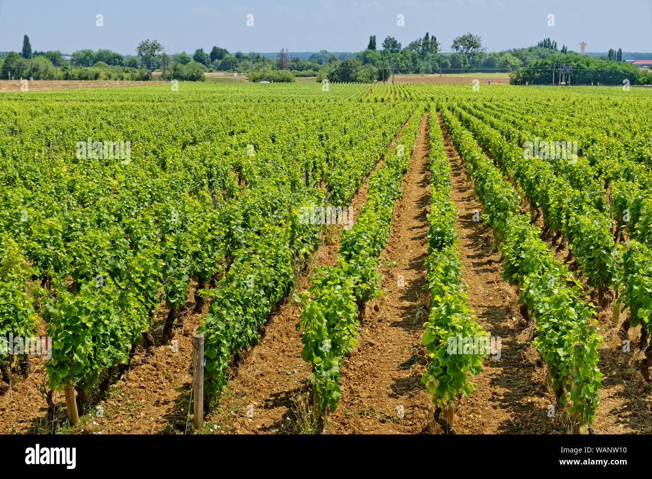 Weinreben in Nuits-Saint-Georges in der Gegend von Beaune, Burgund, Frankreich. Stockfoto
