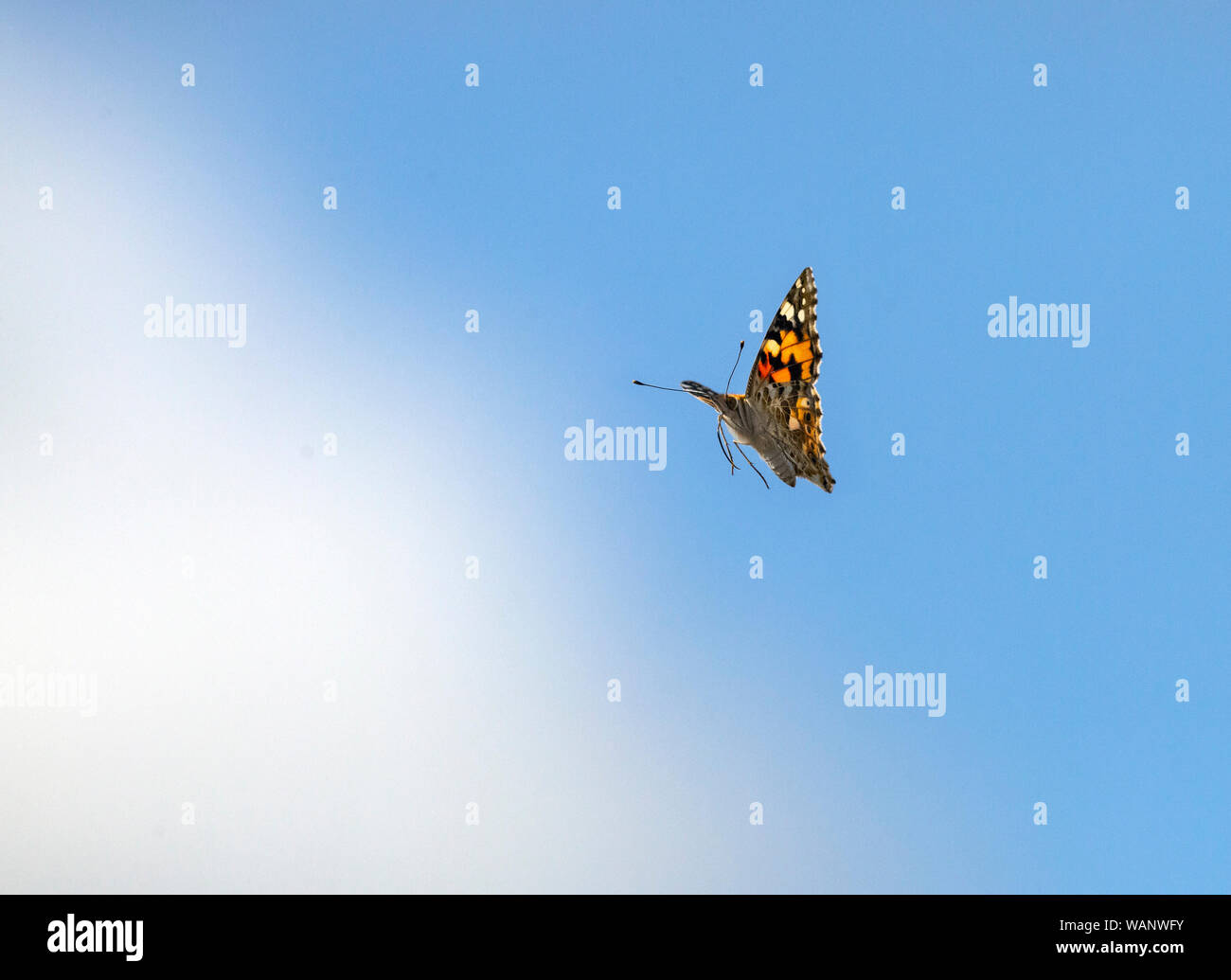 Painted Lady Butterfly Cynthia cardui im Flug gegen den Himmel Stockfoto