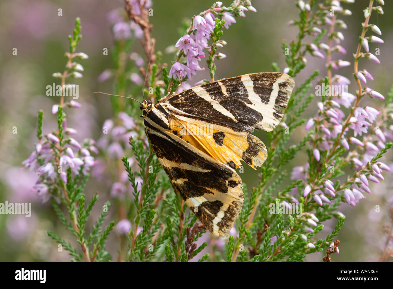 Jersey Tiger Moth (Euplagia quadripunctaria) nectaring auf Heather in Surrey, Großbritannien Stockfoto