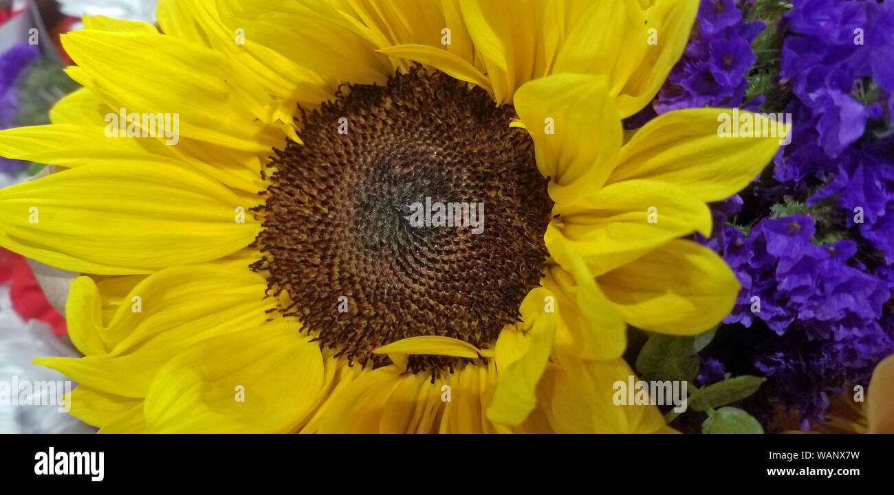 Blumenstrauß Stockfoto