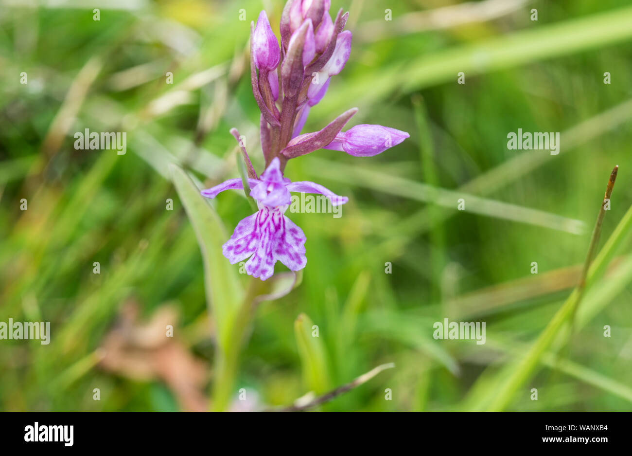 Blume des Sumpfes Knabenkraut, Dactylorhiza euxina Stockfoto