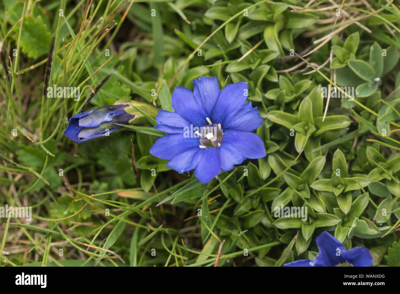 Pyrenäen Enzian (Gentiana pyrenaica) Stockfoto
