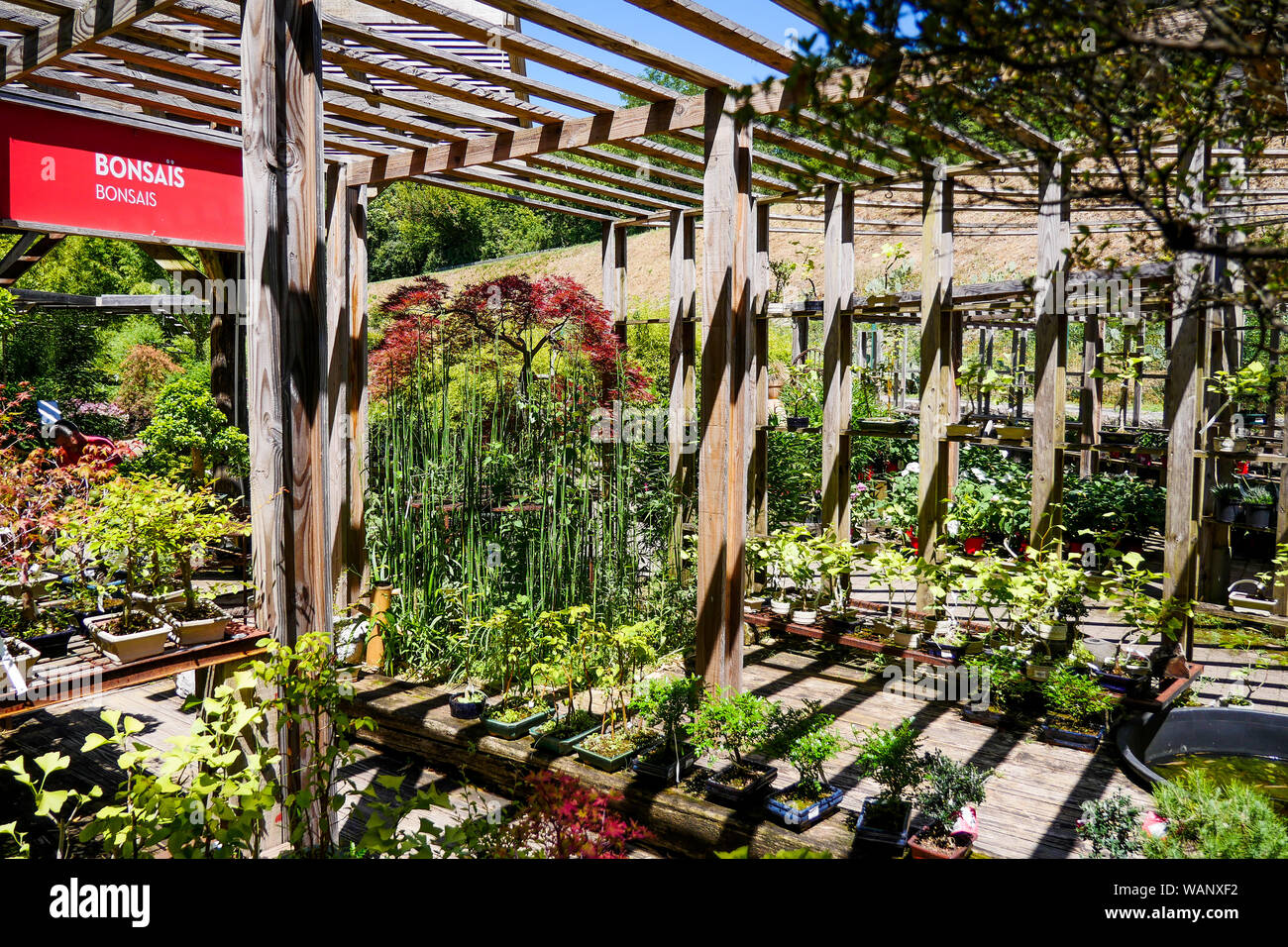 Bonsai Garten Center, La Bambouseraie - Bambus Park, Anduze, Gard,  Frankreich Stockfotografie - Alamy