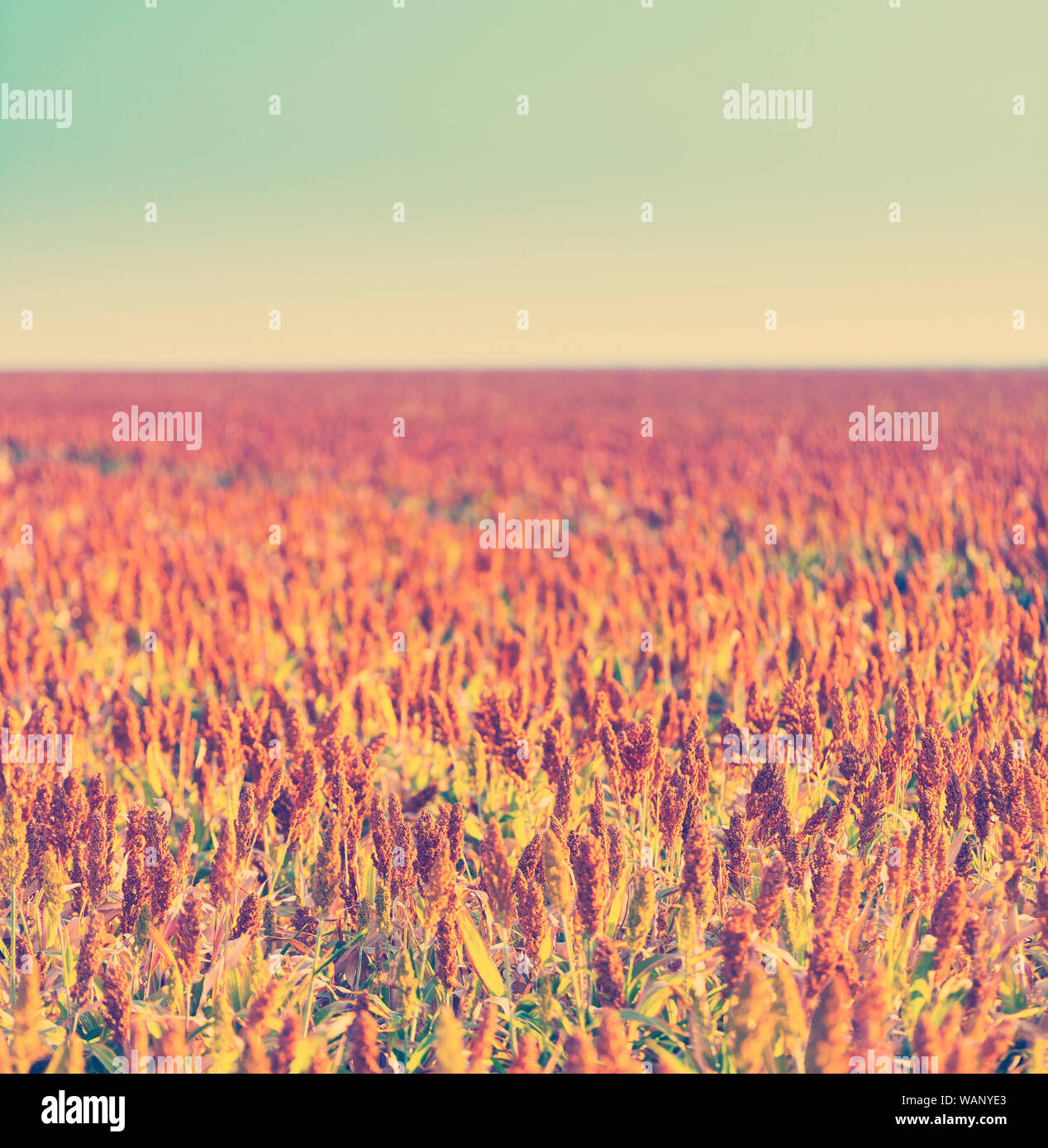 Sorghum Getreide wächst in endlosen Felder zur Ernte bereit mit retro Instagram stil Filterwirkung Stockfoto