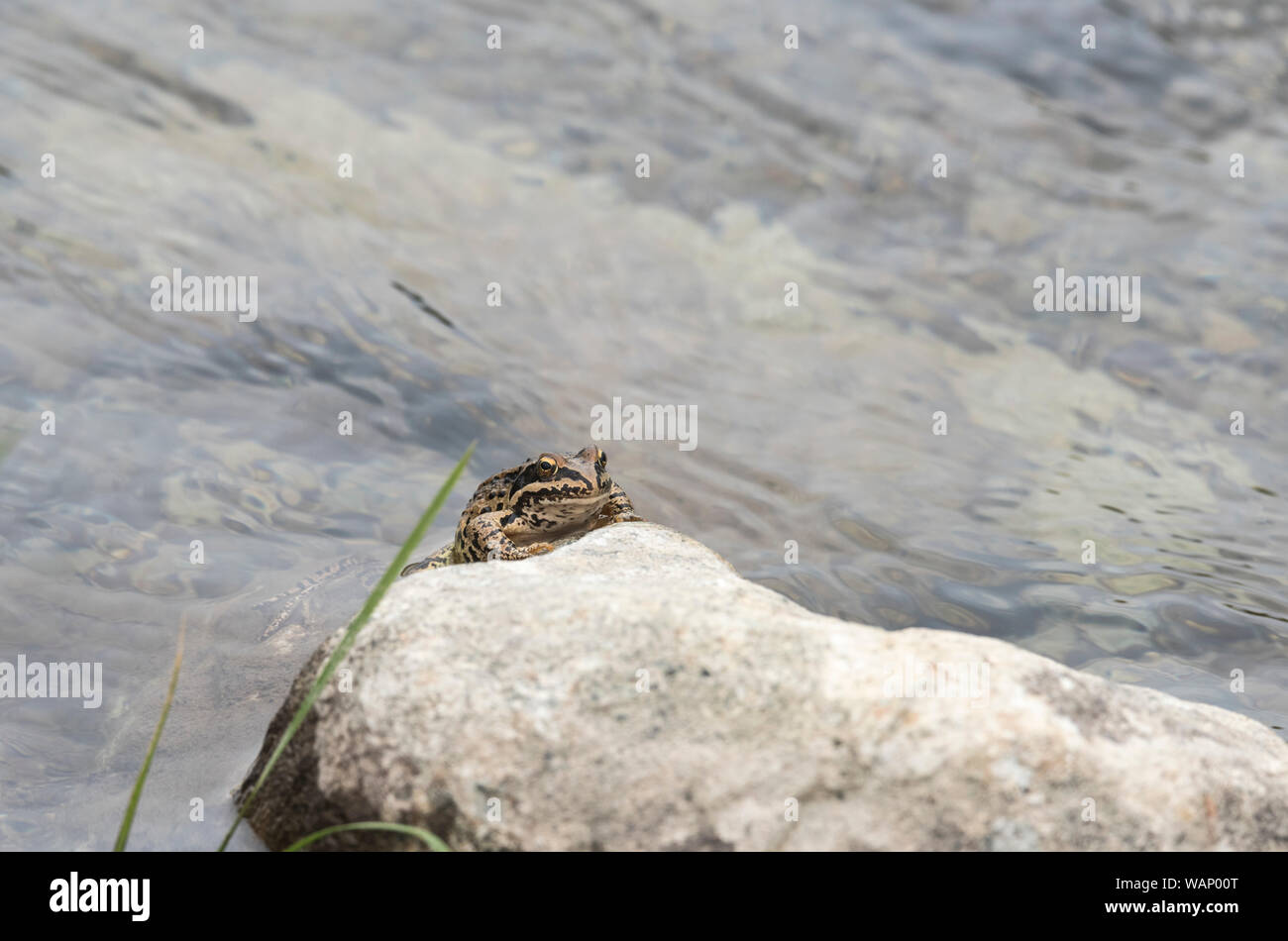Langbeinige Holz Frosch/Kaukasus Frosch (Rana macrocnemis) Stockfoto