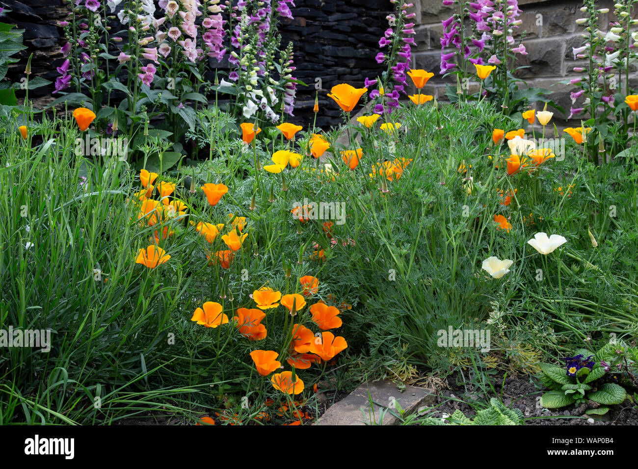 Einen Garten zu Wildblumen gewidmet, Fingerhut Digitalis purpurea und Kalifornischer Mohn Eschscholzia californica für Bienen und Bestäubung fördern Stockfoto