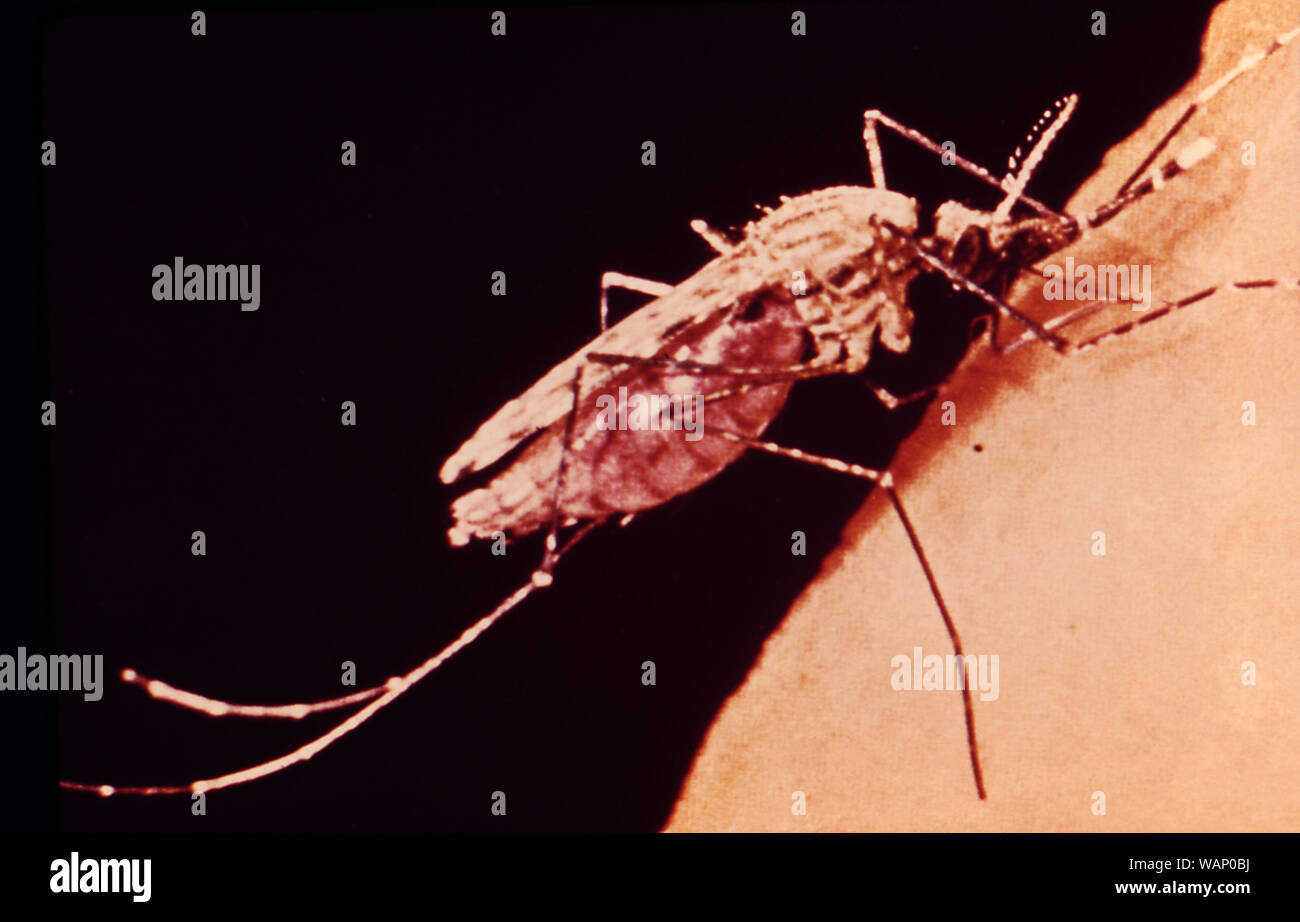 Dies ist ein weiblichen Anopheles-Mücke Fütterung auf einem menschlichen Arm. Nur die weiblichen Moskitos Feeds auf Blut. Beachten Sie die lange Palpen, der ungefähr so lange wie der Rüssel. Beachten Sie, wie der Körper dieses moskito in einem Winkel auf die Haut gehalten wird. Stockfoto