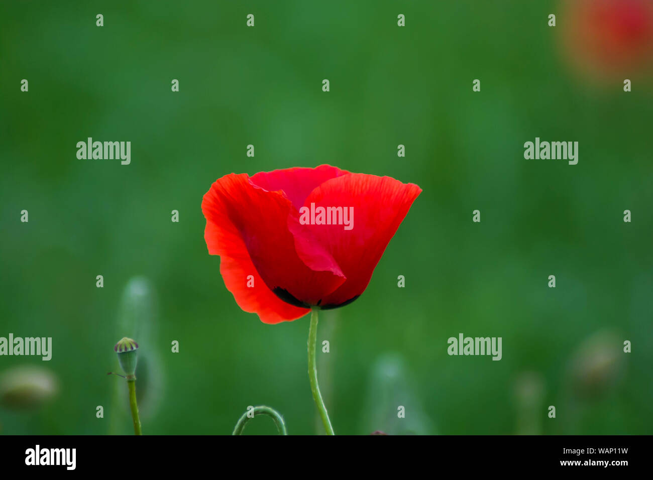 Roter Mohn auf einem grünen Hintergrund. Schön, Flora. Minimalistische rot Konzept. Stockfoto
