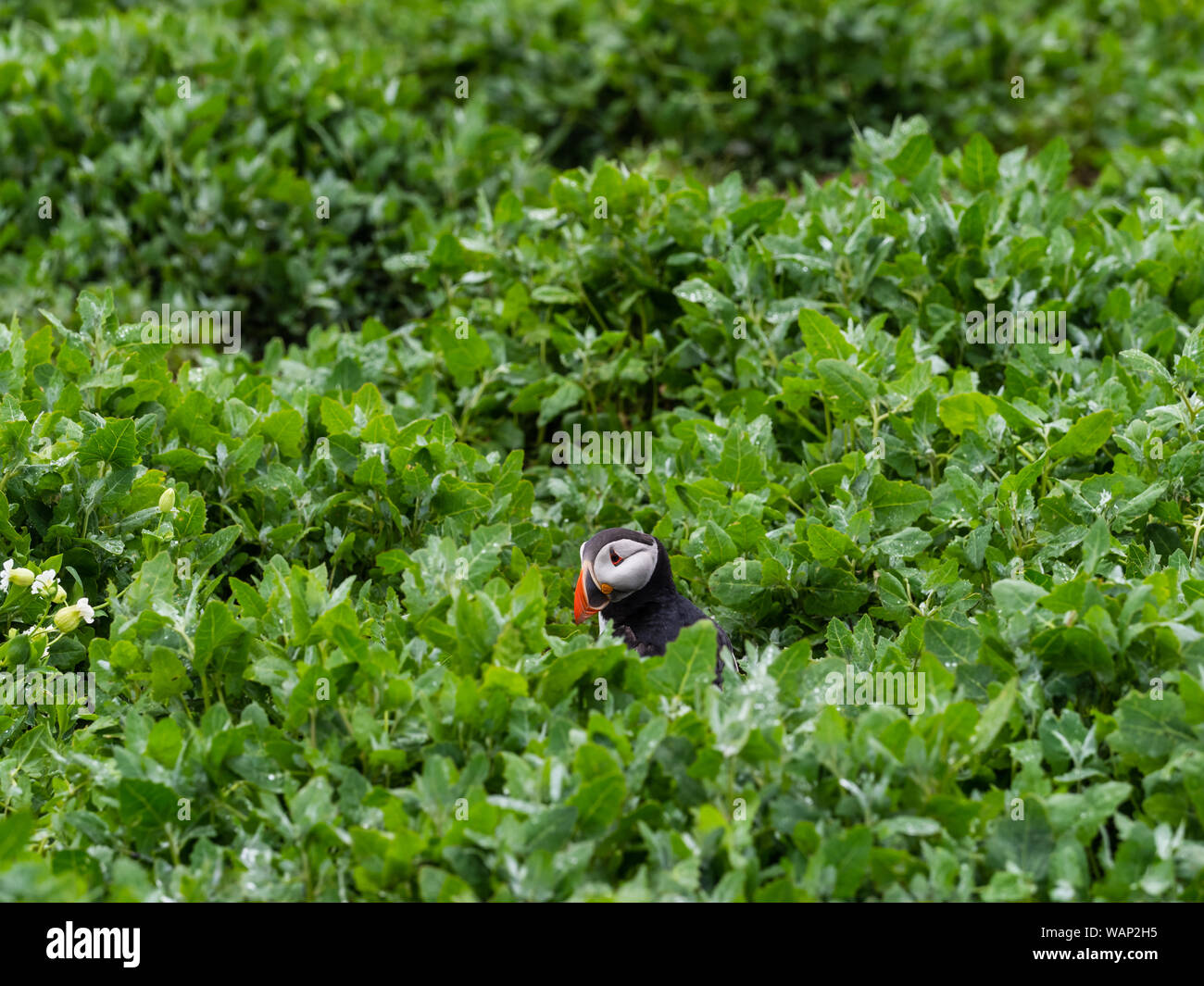 Papageitaucher (Fratercula arctica), gemeinsame Papageitaucher Stockfoto