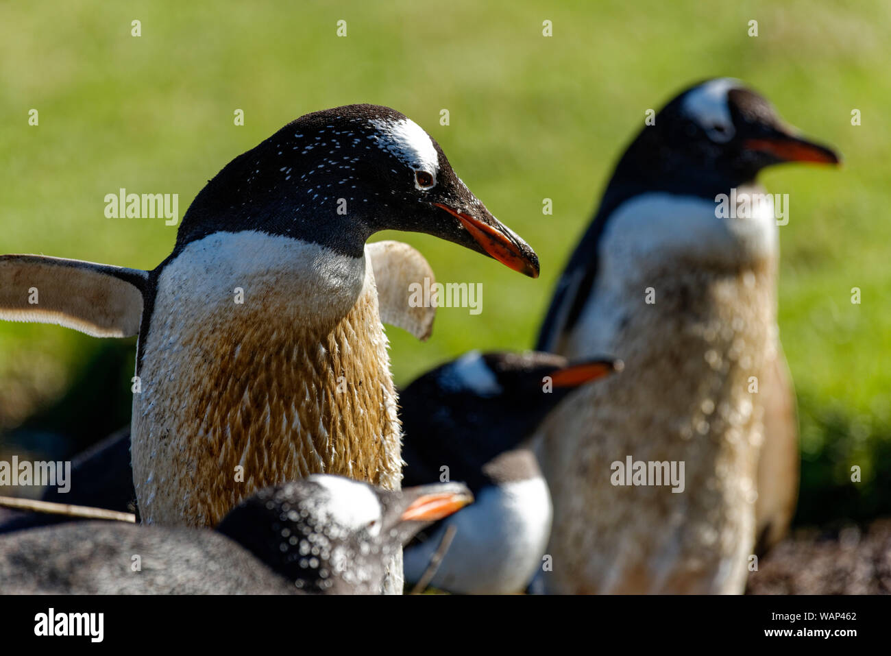 Eselspinguine (Pygoscelis papua) in der Brutkolonie, Falkland Inseln. Gentoo Penguins in der Kolonie, Falkland Inseln. Stockfoto