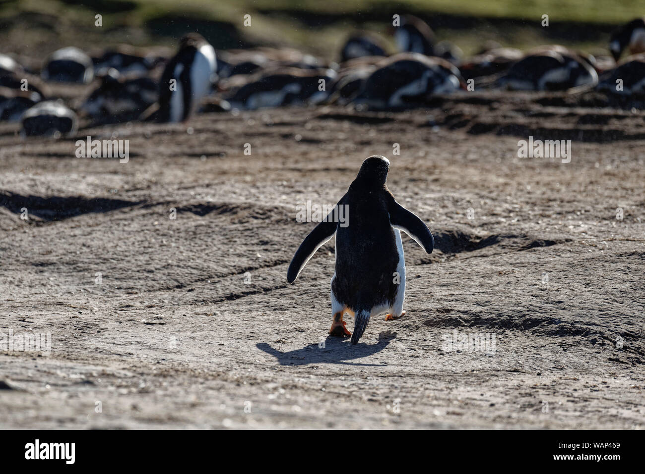 Eselspinguin (Pygoscelis papua) Rückansicht, Falkland Inseln. Gentoo Pinguin zu Fuß zurück in seine Kolonie, Falkland Inseln Stockfoto