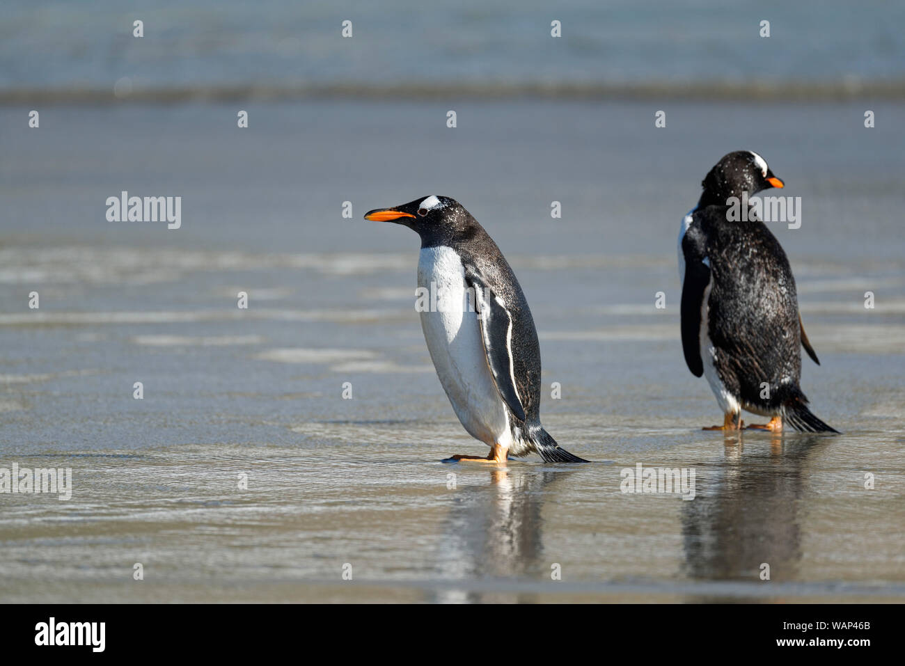 Zwei Eselspinguine (Pygoscelis papua) am Strand, Falkland Inseln. Zwei Gentoo Penguins oh den Strand, Falkland Inseln Stockfoto