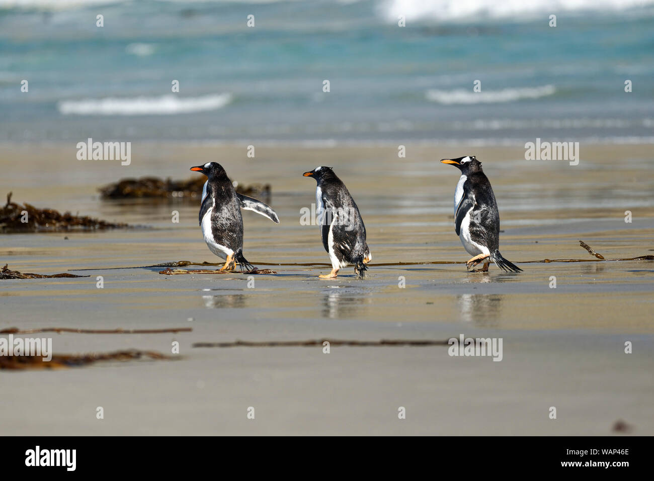 Drei Eselspinguine (Pygoscelis papua) laufen am Strand, Falkland Inseln. Drei Gentoo Penguins zu Fuß am Strand, Falkland Inseln Stockfoto