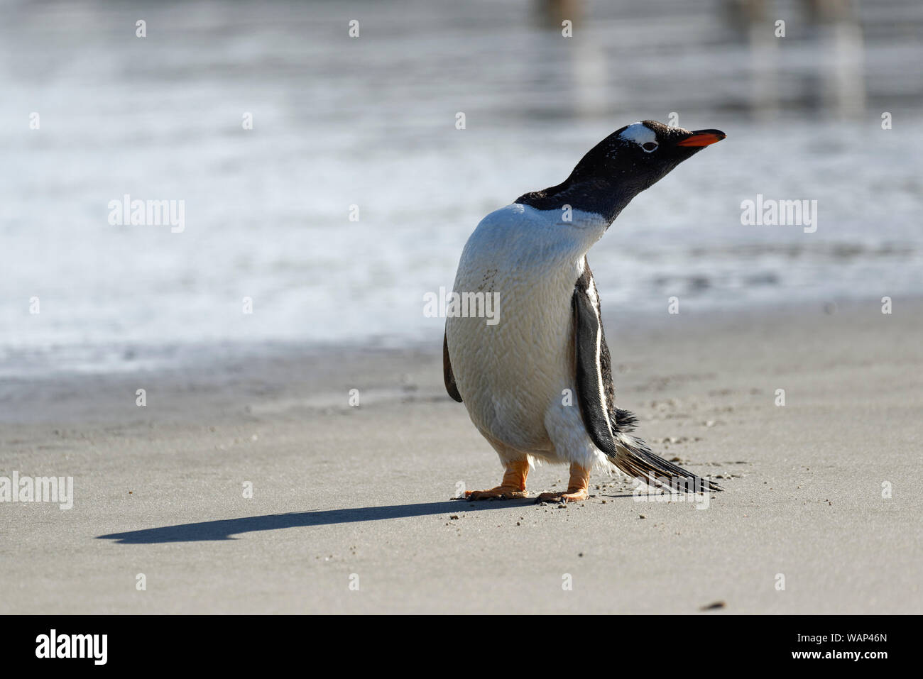 Eselspinguine (Pygoscelis papua) am Strand, Falkland Inseln. Gentoo Pinguin am Strand, Falkland Inseln Stockfoto
