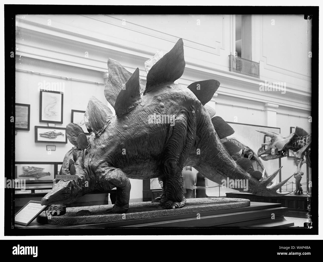 Dinosaurier. Montiert MUSTER IM SMITHSONIAN Stockfoto