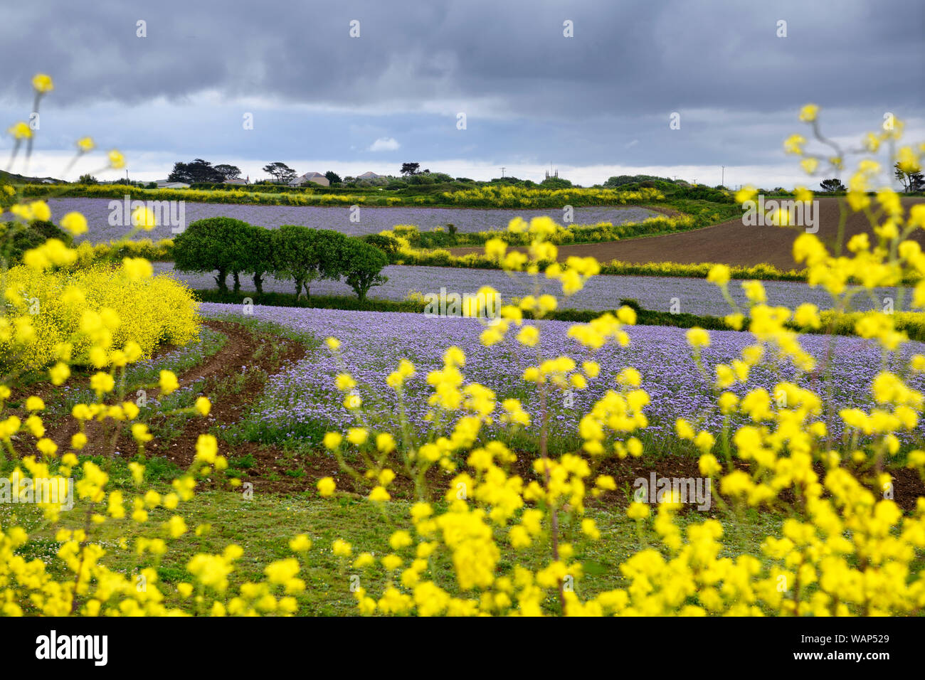 Lila Blüten auf Kartoffel Ernten in Feldern der roten Erde und wilde gelbe Bedstraw an Perranuthnoe Cornwall England Stockfoto