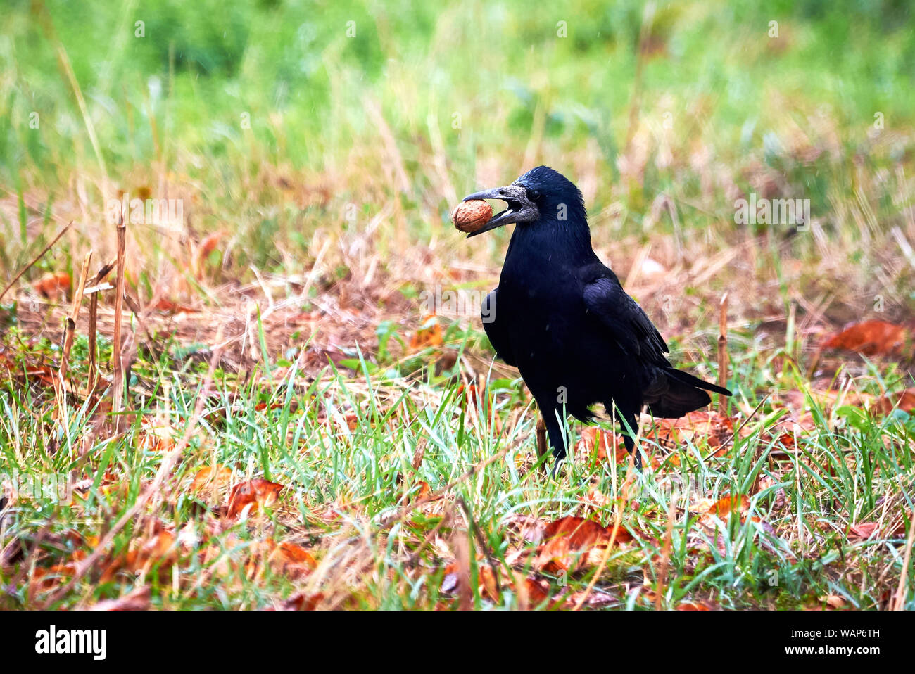 Saatkrähe (Corvus frugilegus) im Gras sitzen mit Nuss im Schnabel Stockfoto