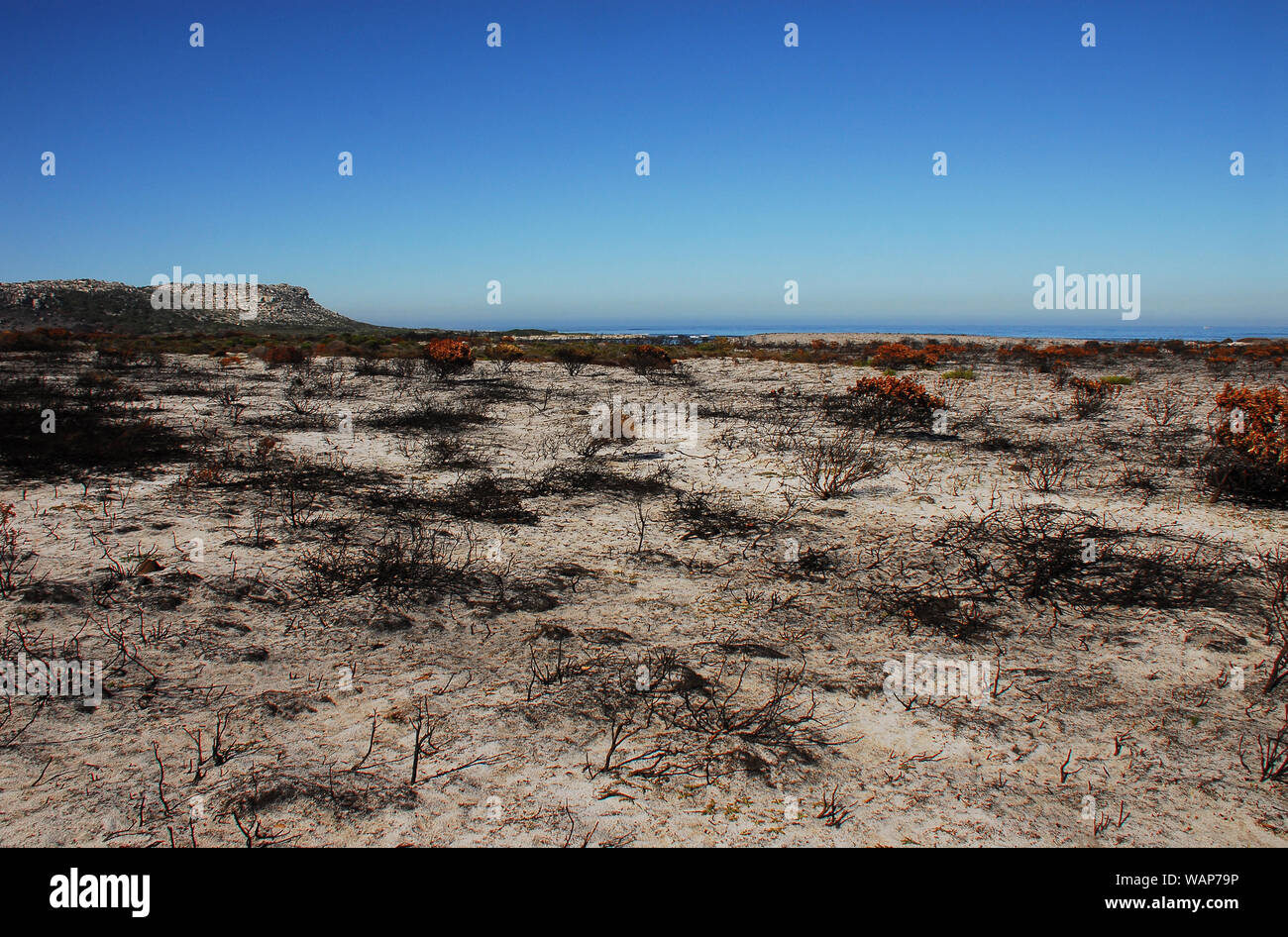 Die Brände in der Nähe von Kapstadt in diesem Jahr hinterliess eine surreale Landschaft von schwärzen Anlage Skelette. Eine Erinnerung an die Gefahren des Klimawandels Dürre. Stockfoto