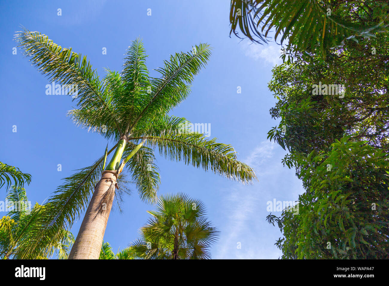Suchen Sie im Palm Tree mit blauem Himmel und andere Bäume als Hintergrund Stockfoto
