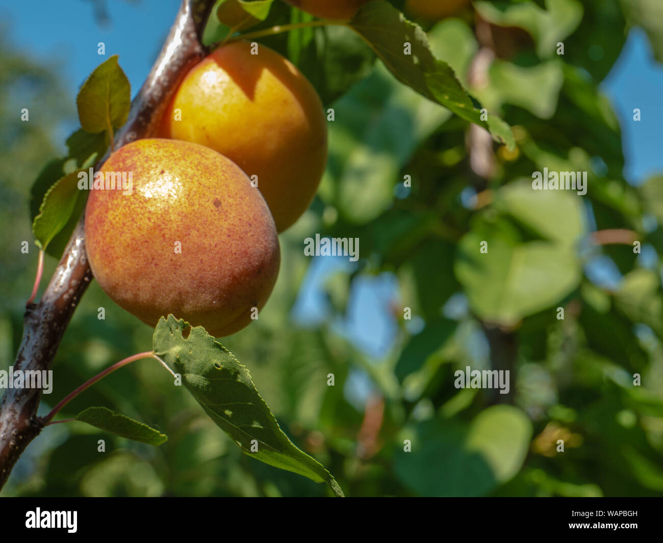 Natürliche Früchte. Reifen Aprikosen auf den Baum im Hof Garten. Stockfoto