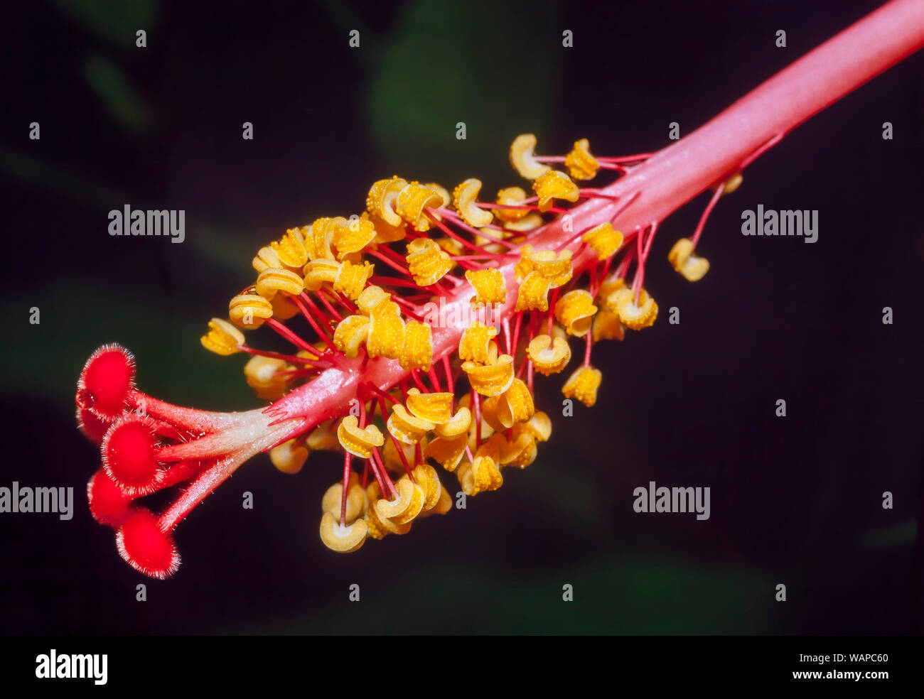 Stygma, Staubbeutel, Staubbeutel, Pollen von Hibiskus Blume, Rosa sinensis Stockfoto