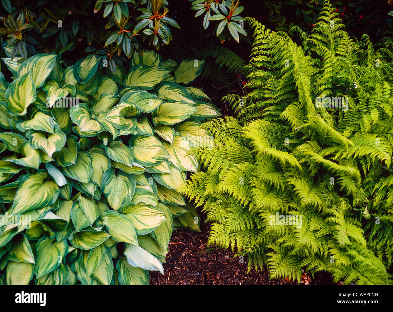 Hosta undulata 'Aurea marginata 'Farn Dryopteris sp. Beide Schatten liebende Pflanzen. Stockfoto
