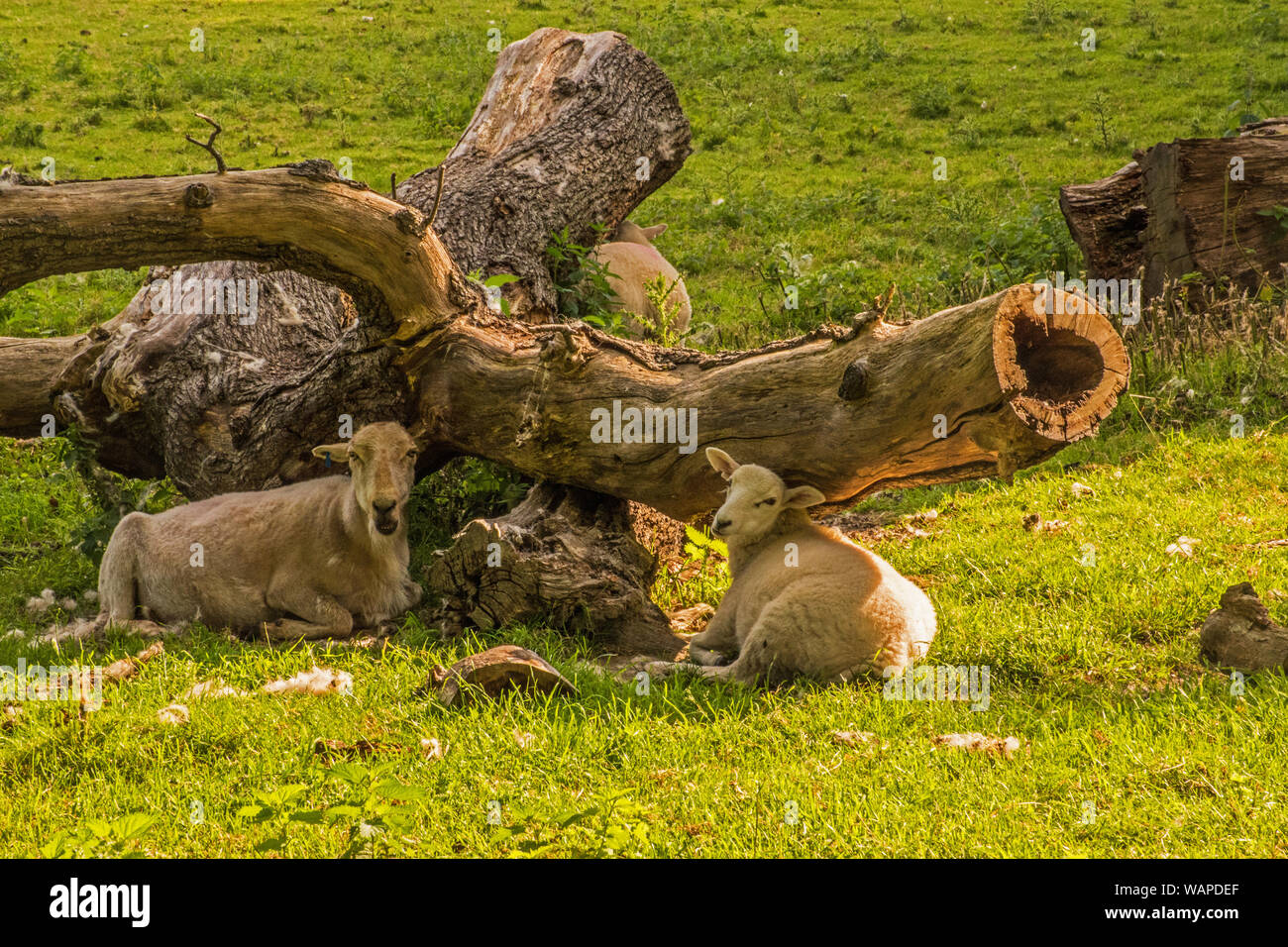 Schafe bei Chirk Castle Stockfoto