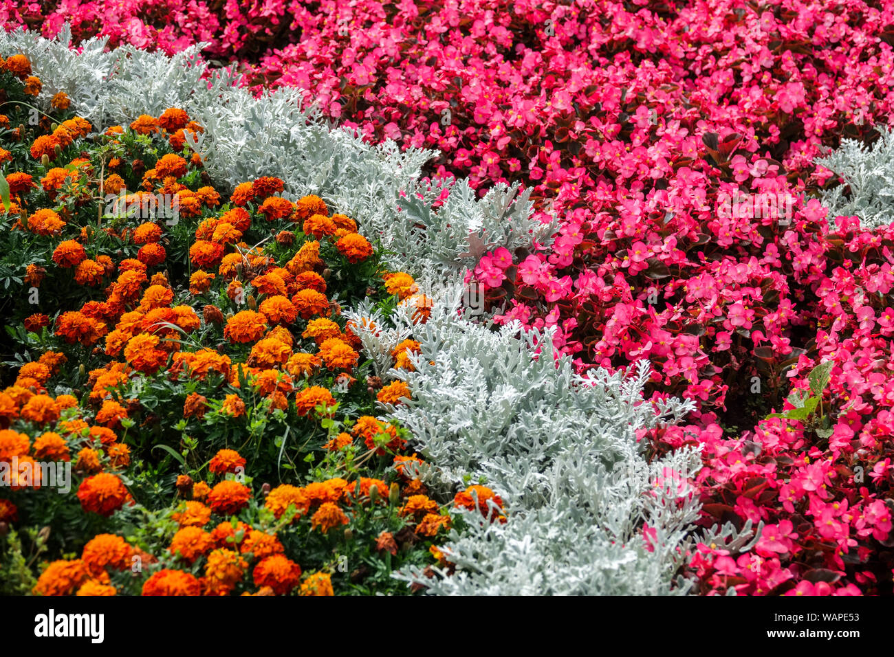 Tagetes Ringelblumen, Wachsbegonia, Dusty Miller Artemisia stelleriana „Silver Brocade“, Kontrastpflanzen im Blumenbeet, Bettenpflanzen Garten Stockfoto