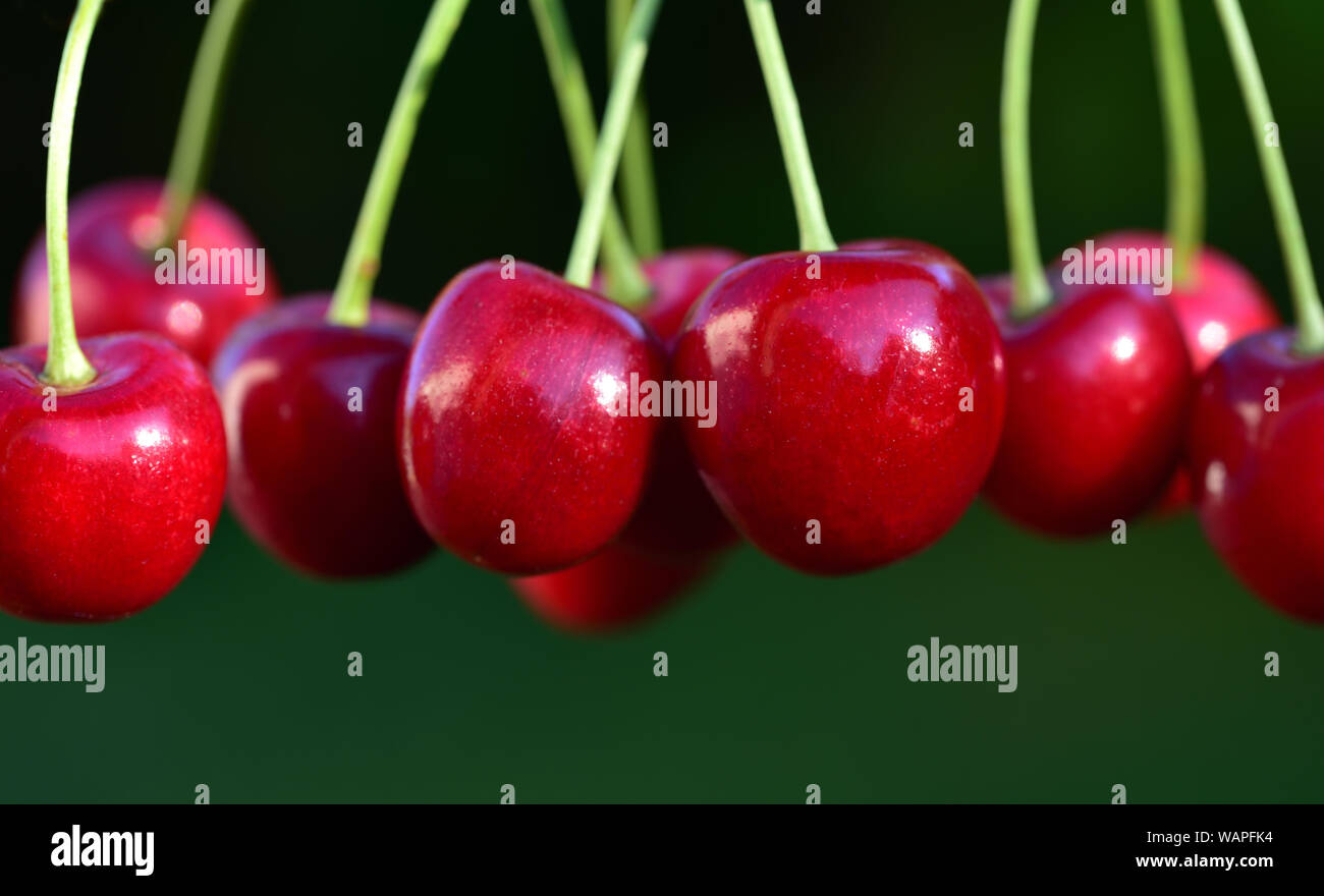 Frische rote Kirschen hängen von oben vor grünem Hintergrund mit Text Feld Stockfoto