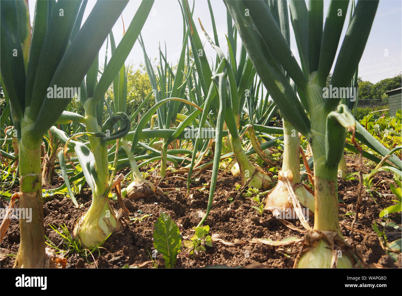 Blick durch ausgereifte Zwiebeln Pflanzen bereit auf einem schrebergarten geerntet zu werden suchen Stockfoto