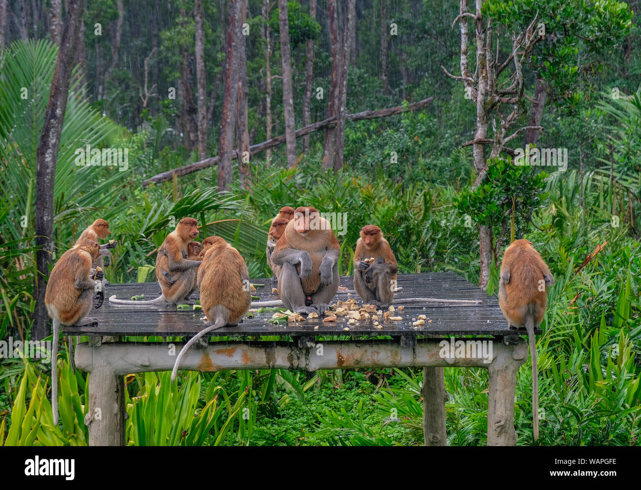 Sepilok, Borneo, Malaysia - 7. März 2018: Die Familie von nasenaffen Essen im Regen in das Heiligtum der Arten auf Borneo Stockfoto