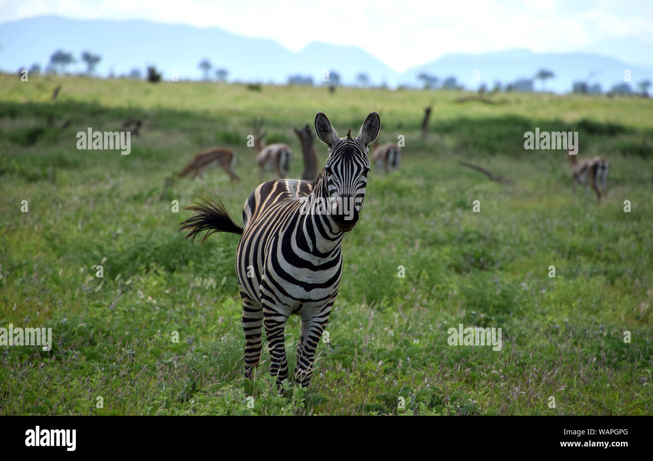 Zebra auf der Savanne, Afrika, Kenia Stockfoto