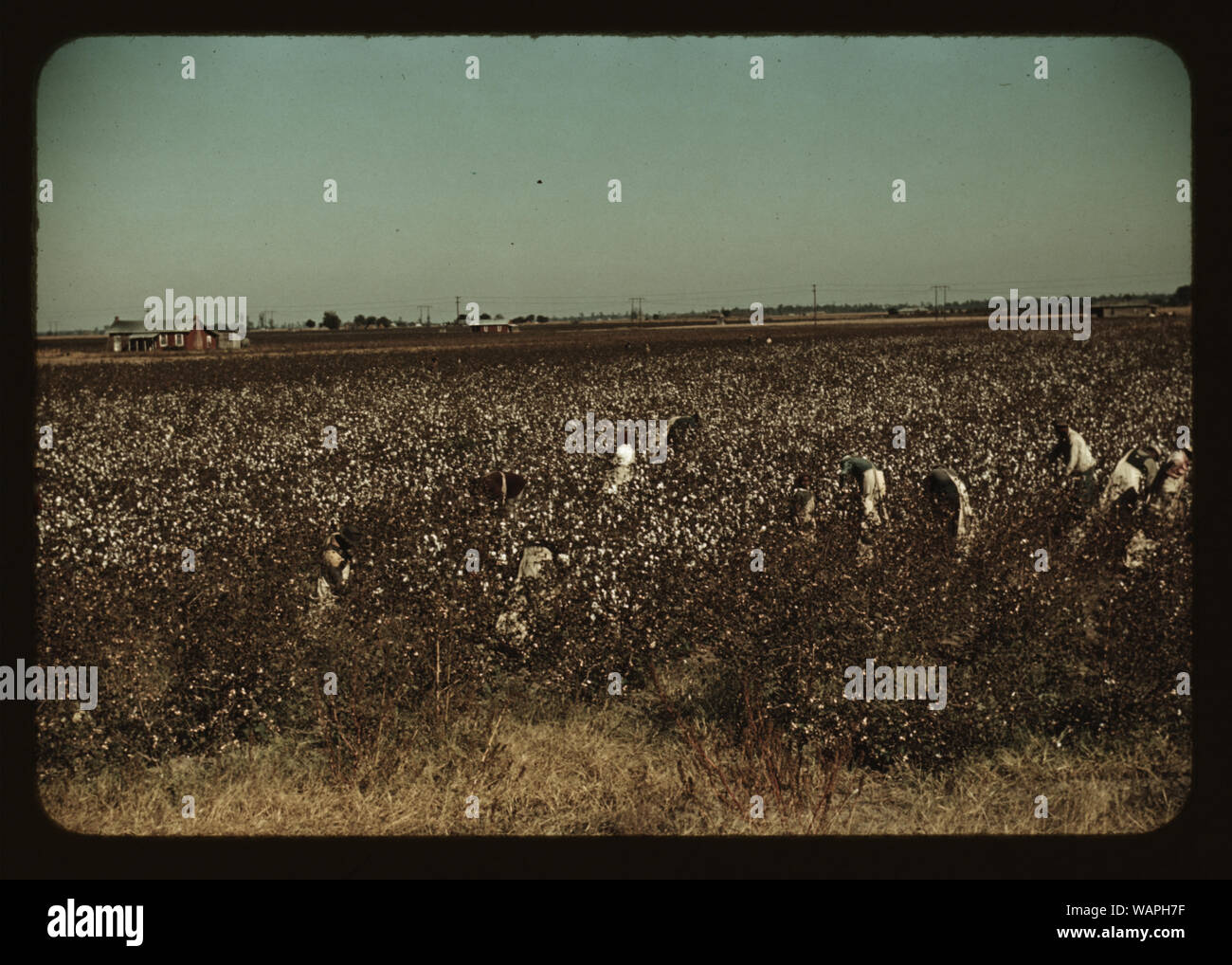 Tagelöhner Baumwollfeldern in der Nähe von Clarksdale, Miss. Stockfoto