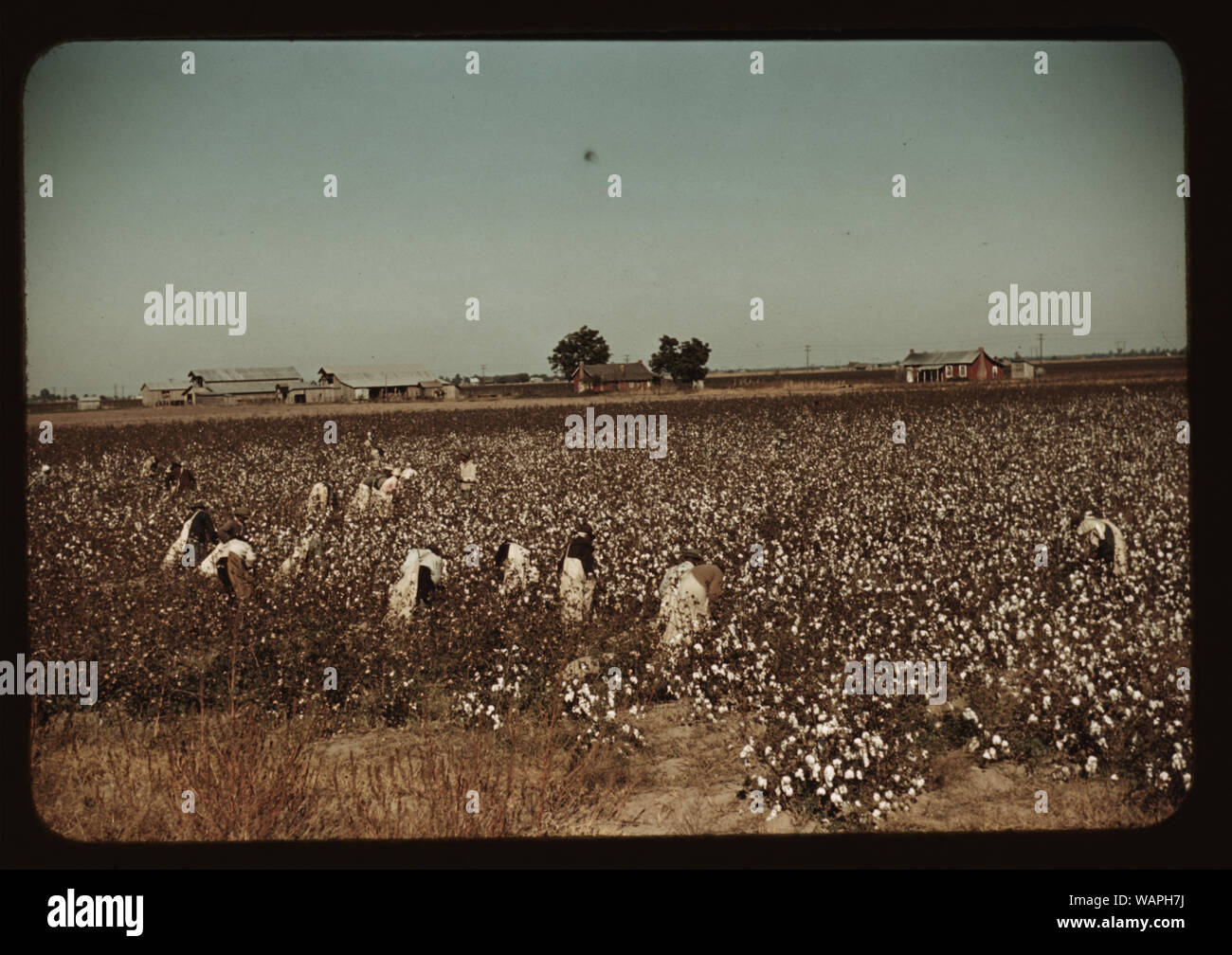 Tagelöhner Baumwollfeldern in der Nähe von Clarksdale, Miss. Stockfoto