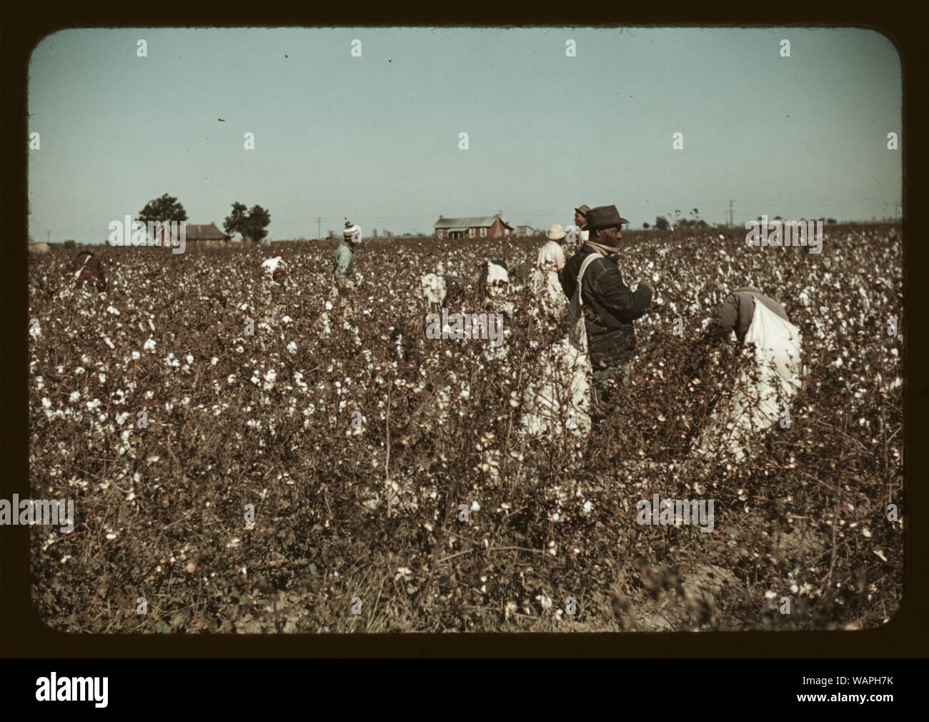 Tagelöhner Baumwollfeldern in der Nähe von Clarksdale, Miss. Stockfoto