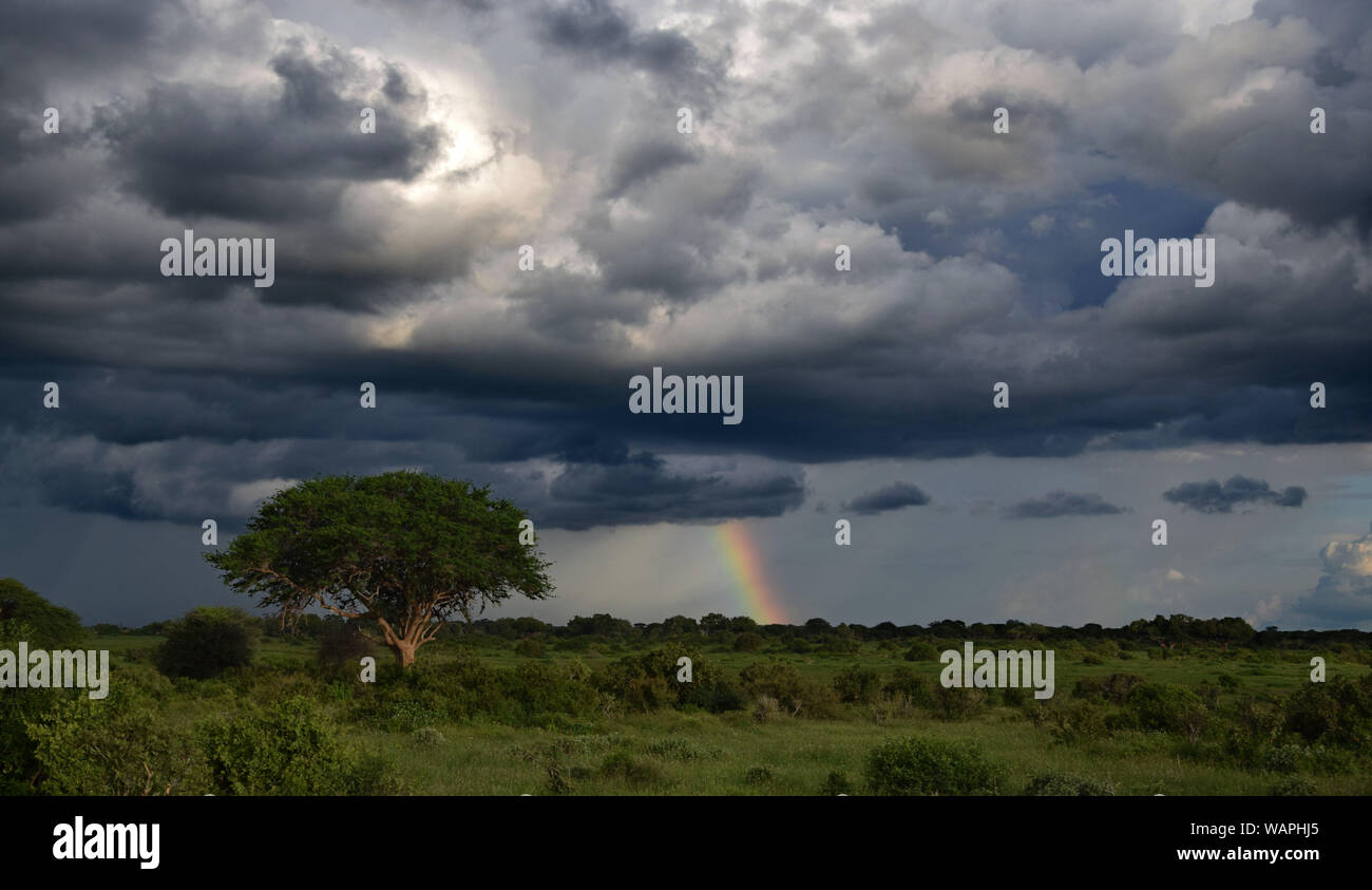 Intakte Natur, Regenbogen nach Sturm in der afrikanischen Savanne Stockfoto