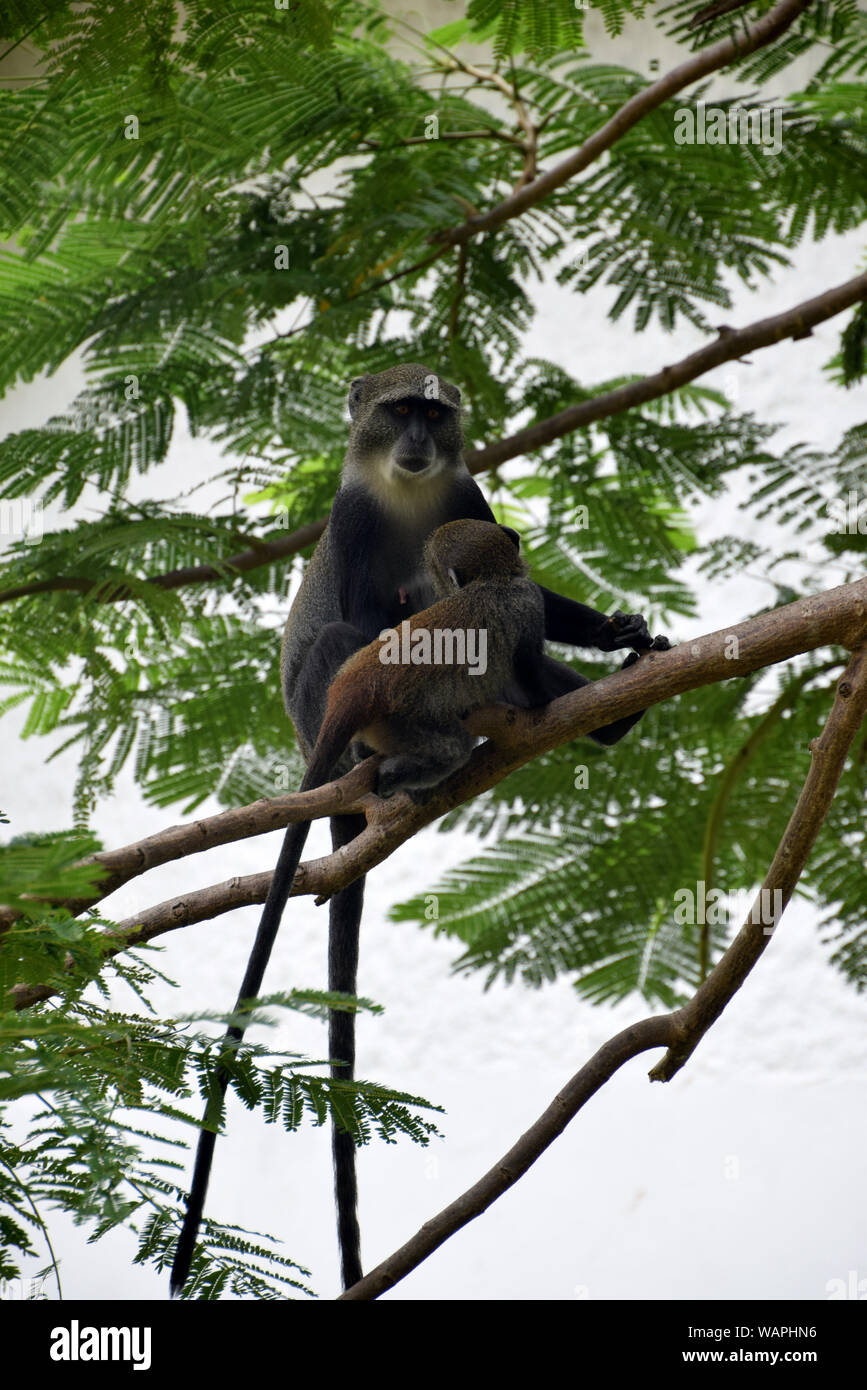 Die jungen saugen Meerkatze und weiblichen Erwachsenen, auf dem Baum Stockfoto