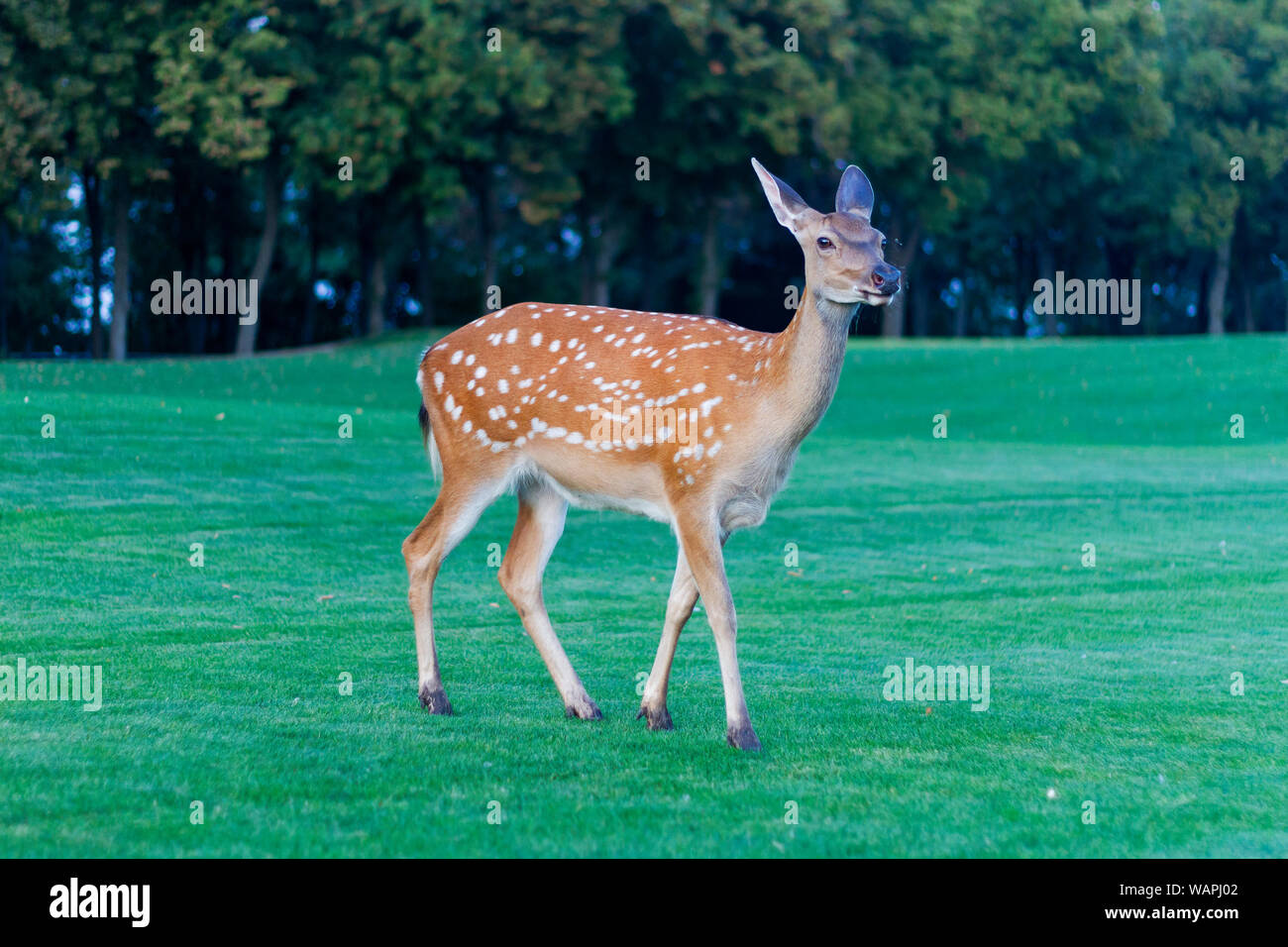 Sika deer steht in einer schönen Lichtung, Atem von Herbst Stockfoto