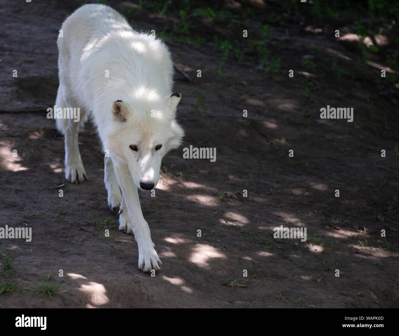 Weiß Actic Wolf Canis lupus arctos Wandern Stockfoto