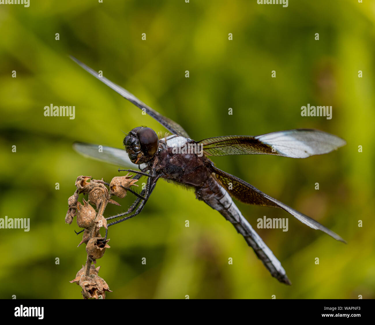 Männliche Witwe Skimmer Libelle sitzt auf einem Werk in eine wilde Wiese Naturschutzgebiet Stockfoto
