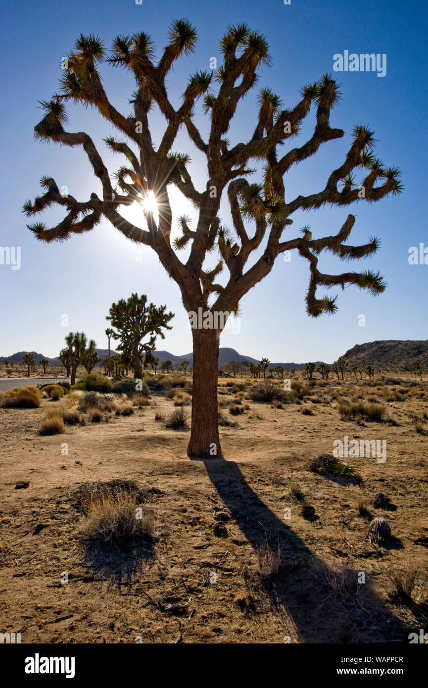 Wüstenlandschaft im Joshua Tree National Monument in Kalifornien, USA Stockfoto