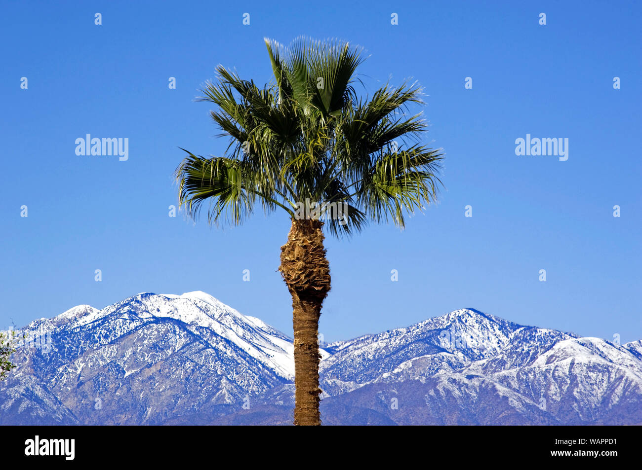 Palme und Berge mit Schnee in der Nähe von Palm Springs, Kalifornien Stockfoto