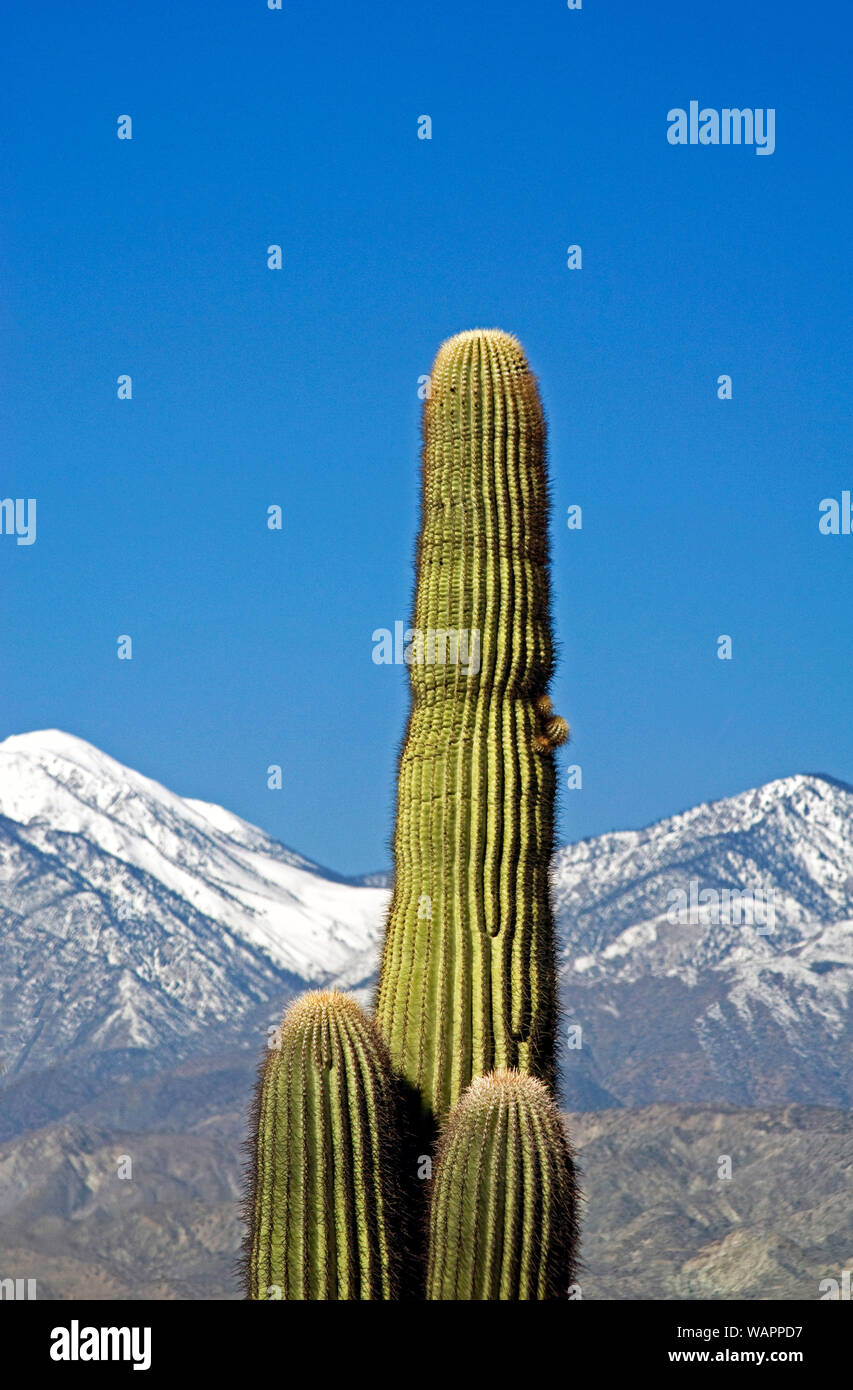 Cactus und Berge mit Schnee in der Nähe von Palm Springs, Kalifornien, USA Stockfoto