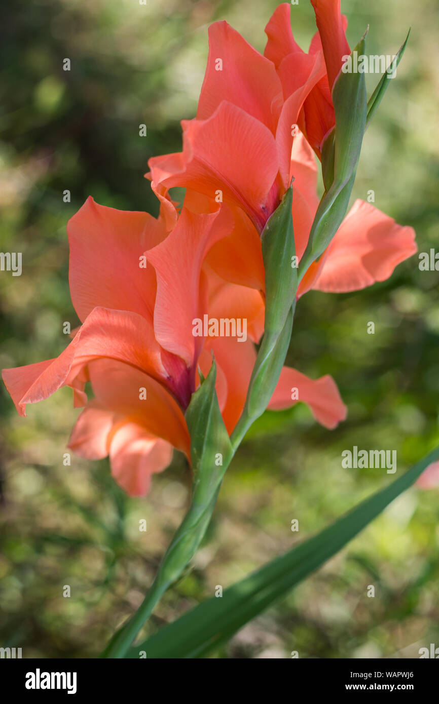 Orange Gladiolen im Garten, in der Nähe Stockfoto